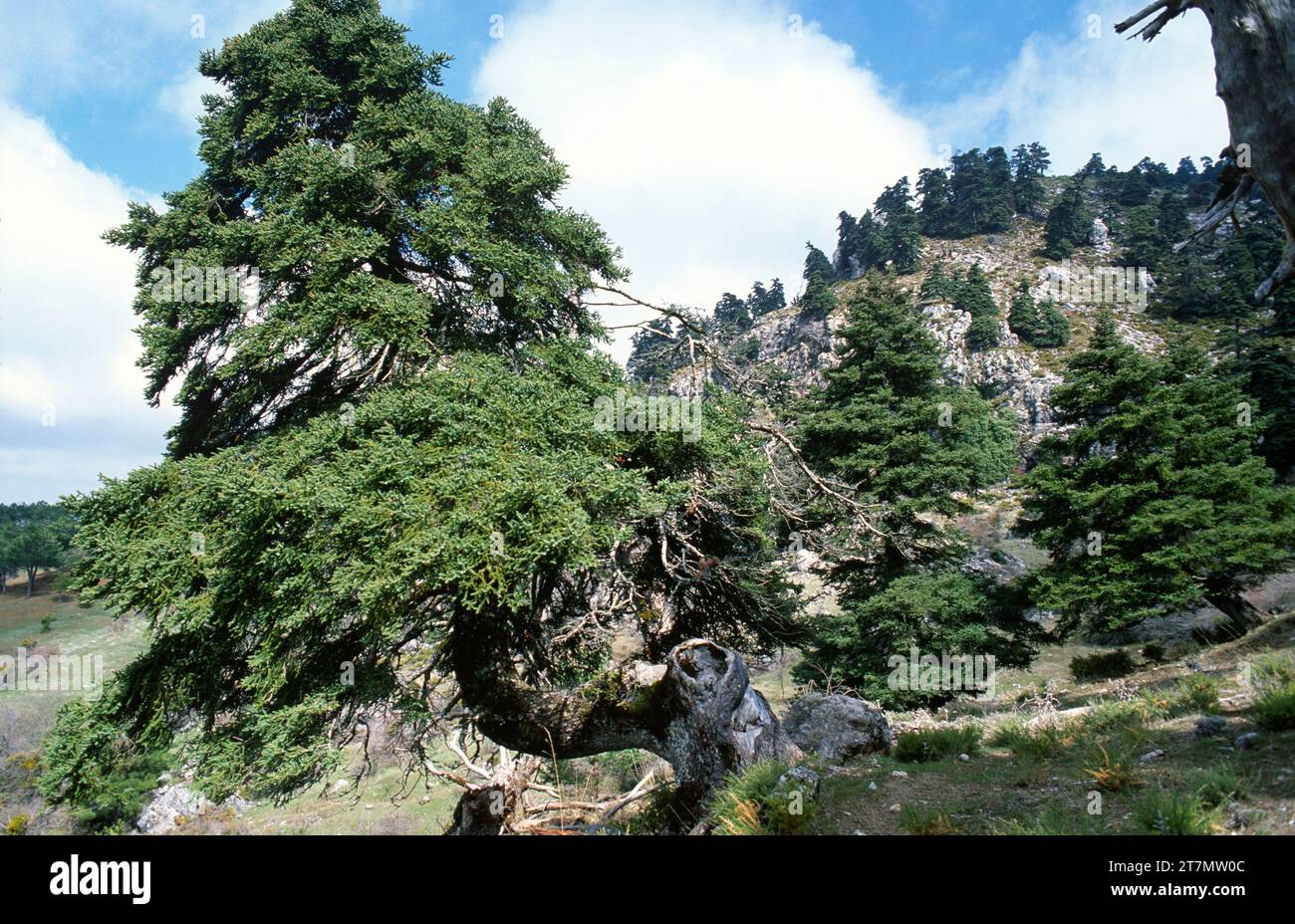 Spanish fir or pinsapo (Abies pinsapo) evergreen tree endemic to Mountains of Cadiz and Malaga. This photo was taken in Los Quejigales, Sierra de las Stock Photo