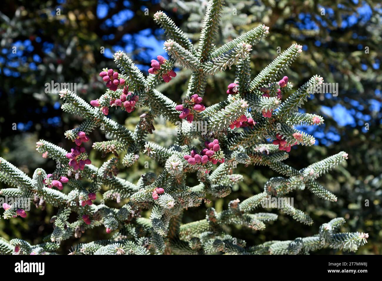 Spanish fir or pinsapo (Abies pinsapo) evergreen tree endemic to Mountains of Cadiz and Malaga. Male cones. This photo was taken in Los Lajares, Sierr Stock Photo