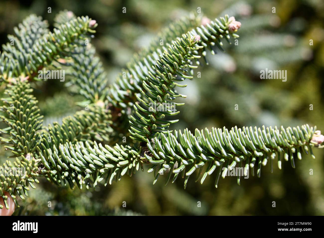 Spanish fir or pinsapo (Abies pinsapo) evergreen tree endemic to Mountains of Cadiz and Malaga. Leaves detail. This photo was taken in Los Lajares, Si Stock Photo