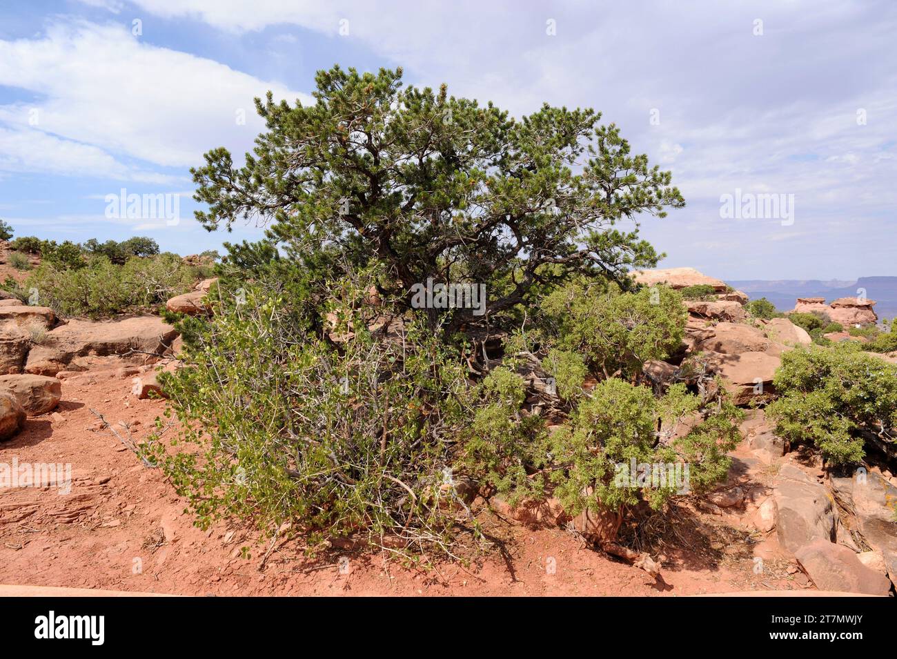 Colorado pinyon (Pinus edulis)  and Utah juniper (Juniperus osteosperma). Colorado pinyon is an evergreen small tree native to southwestern USA (Arizo Stock Photo