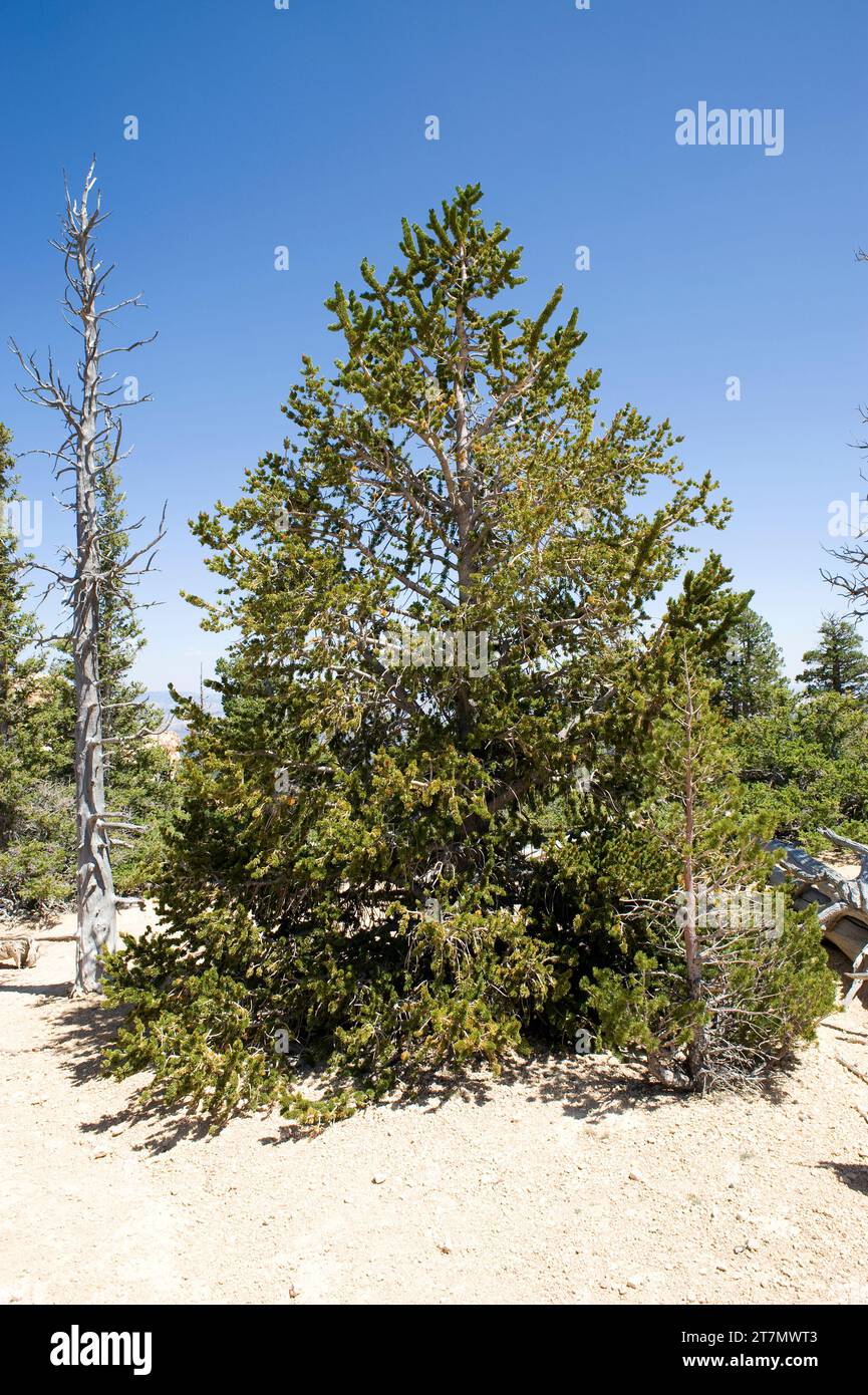 Great Basin bristlecone pine (Pinus longaeva) is an evergreen tree which is caracterized by its great longevity. Is native to California, Nevada and U Stock Photo