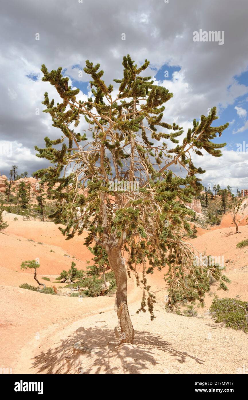Great Basin bristlecone pine (Pinus longaeva) is an evergreen tree which is caracterized by its great longevity. Is native to California, Nevada and U Stock Photo