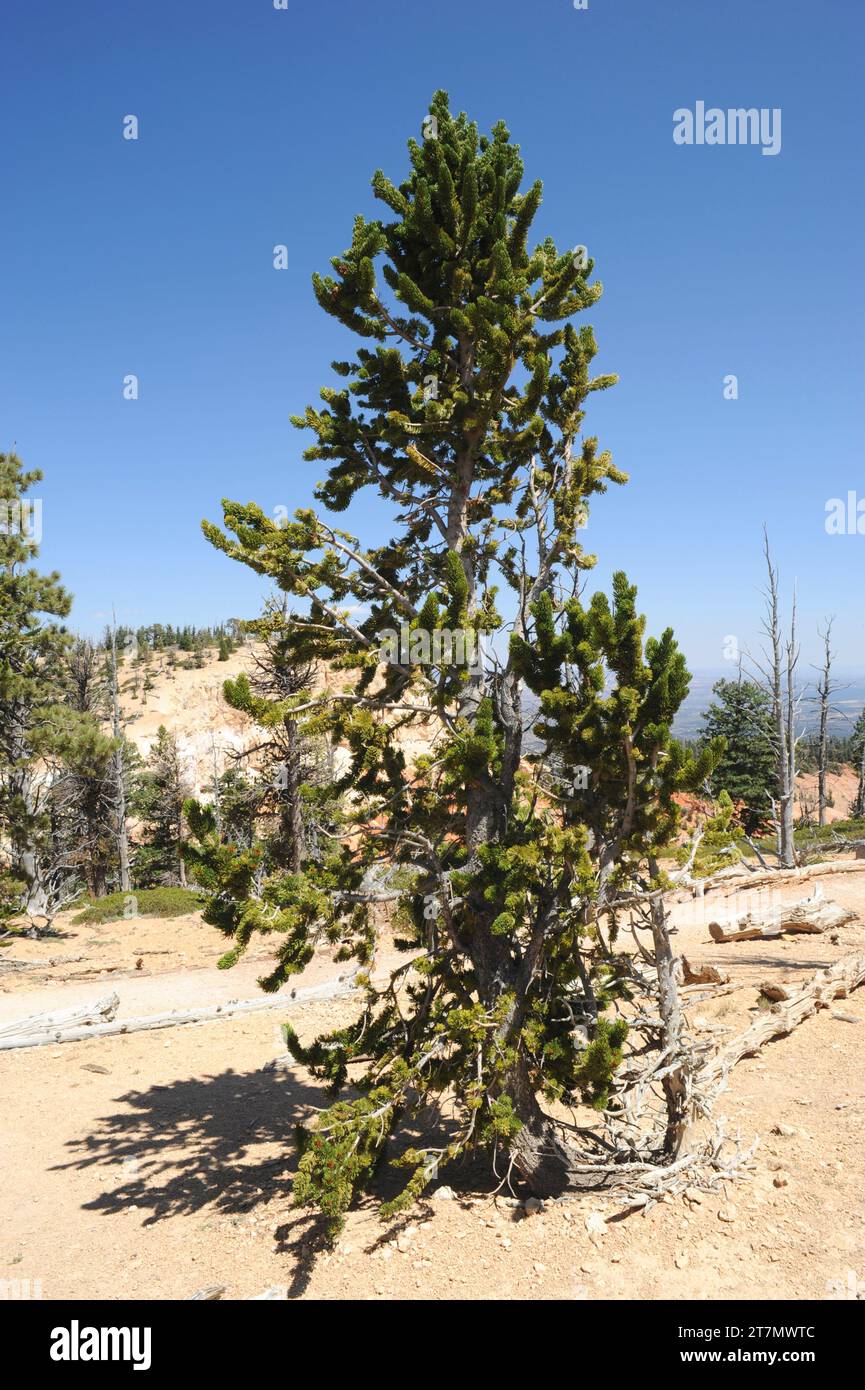 Great Basin bristlecone pine (Pinus longaeva) is an evergreen tree which is caracterized by its great longevity. Is native to California, Nevada and U Stock Photo