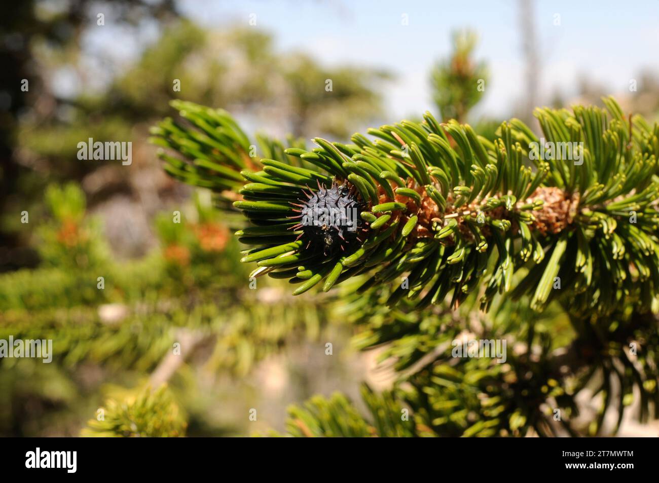 Great Basin bristlecone pine (Pinus longaeva) is an evergreen tree which is caracterized by its great longevity. Female cone and leaves detail. Is nat Stock Photo