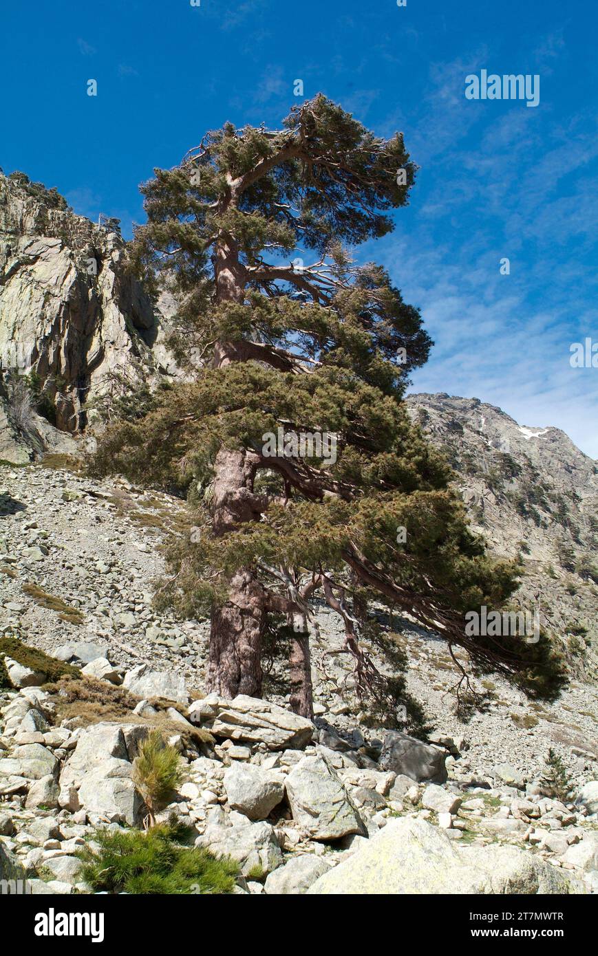 Pinus nigra corsicana or Pinus nigra salzmannii corsicana is an evergreen tree native to Corsica. This photo was taken in Asco, Corsica, France. Stock Photo