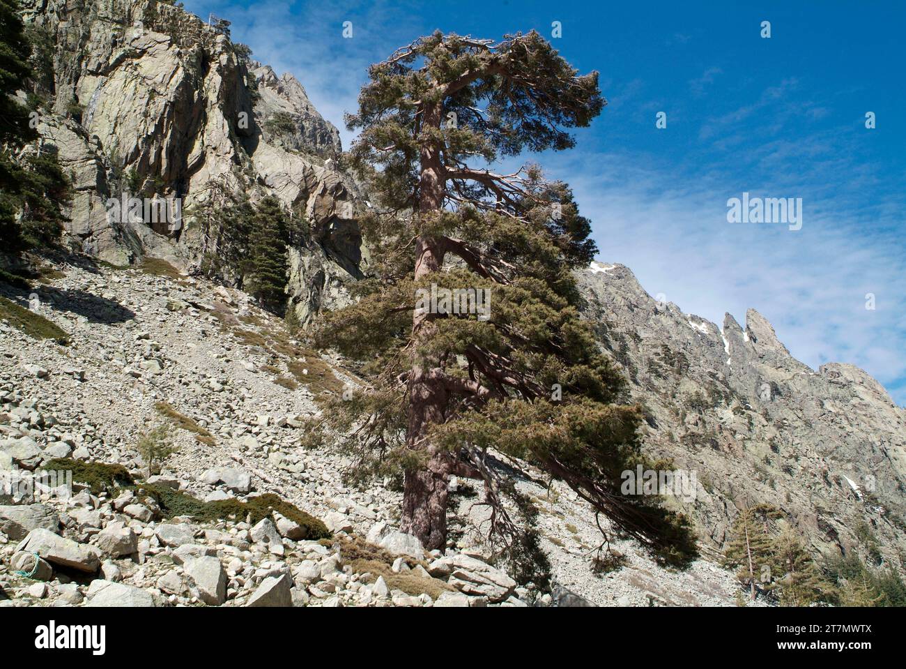 Pinus nigra corsicana or Pinus nigra salzmannii corsicana is an evergreen tree native to Corsica. This photo was taken in Asco, Corsica, France. Stock Photo