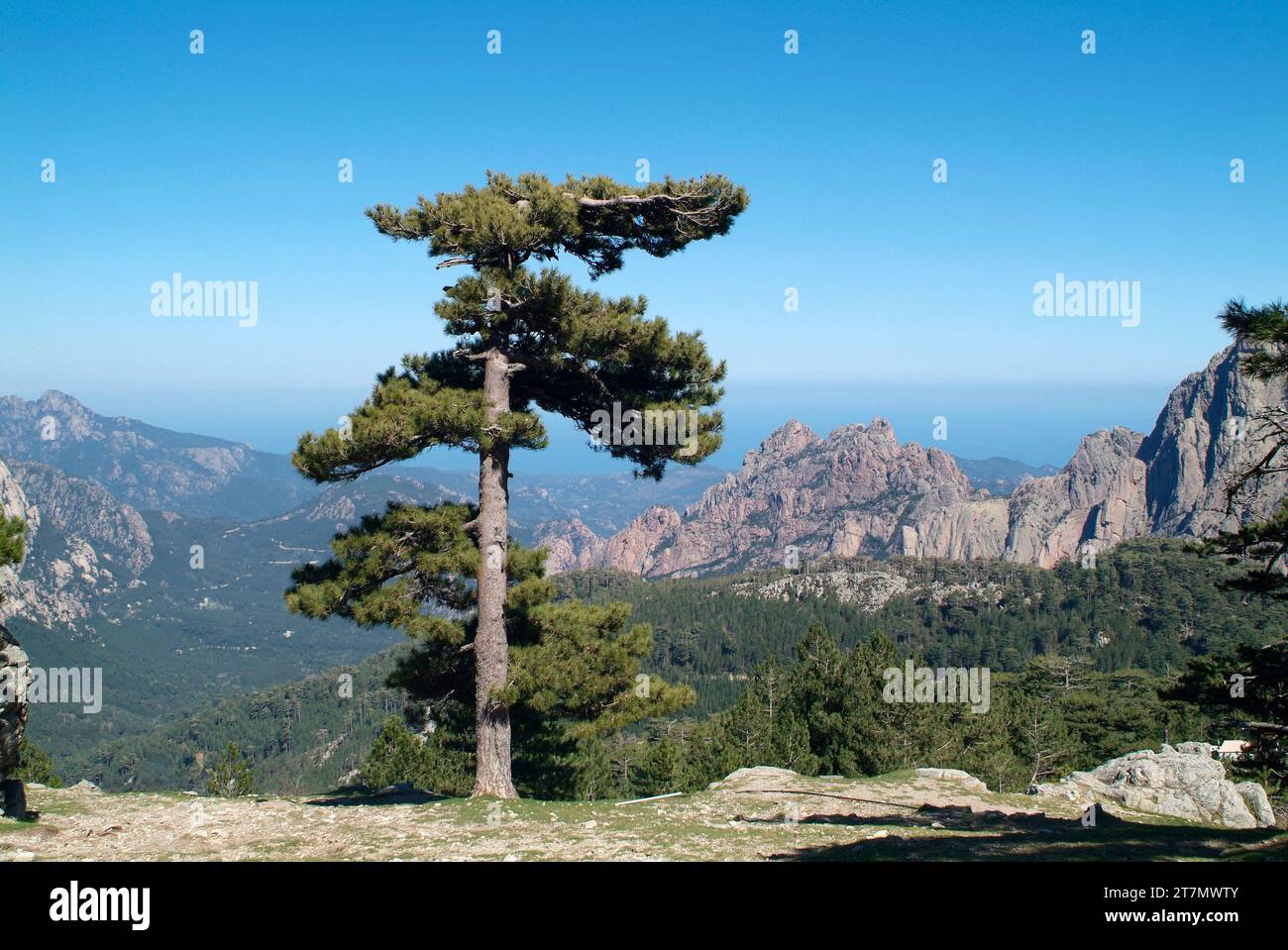 Pinus nigra corsicana or Pinus nigra salzmannii corsicana is an evergreen tree native to Corsica. This photo was taken in Col of Bavella, Corsica, Fra Stock Photo