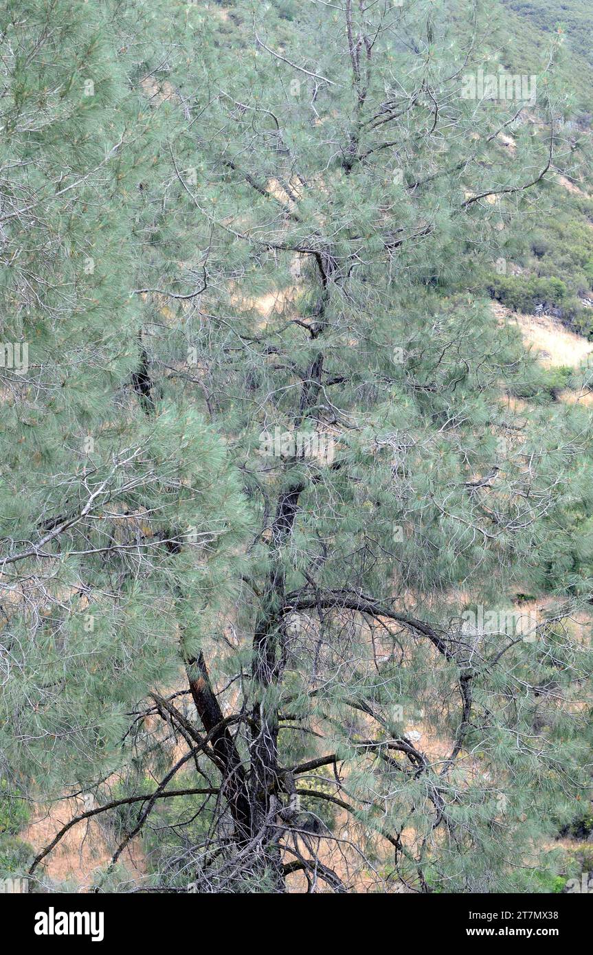 Digger pine or gray pine (Pinus sabiniana) is an evergreen tree endemic to California. This photo was taken near Yosemite National Park, USA. Stock Photo