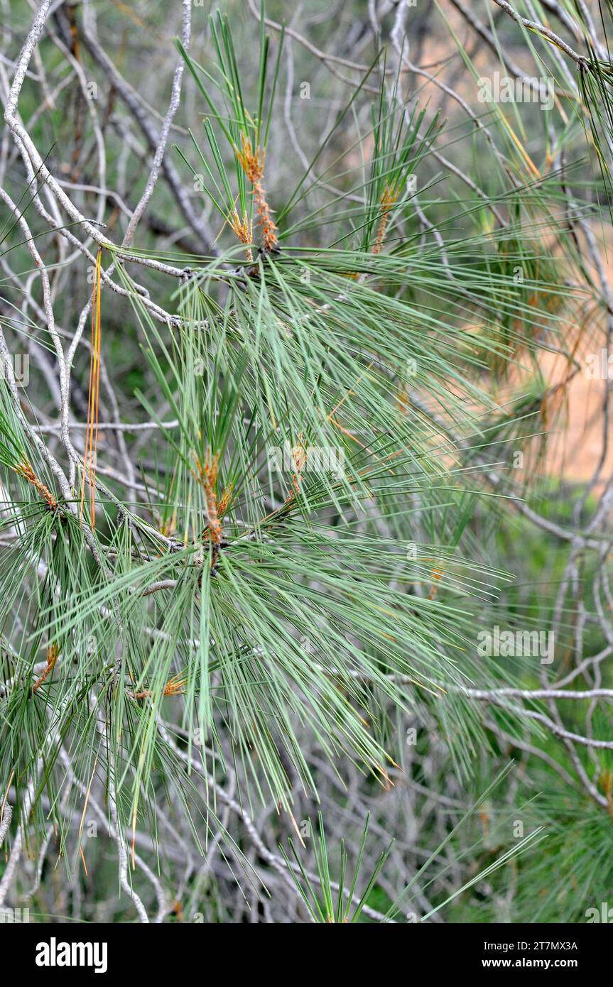 Digger pine or gray pine (Pinus sabiniana) is an evergreen tree endemic to California. Leaves detail. This photo was taken near Yosemite National Park Stock Photo