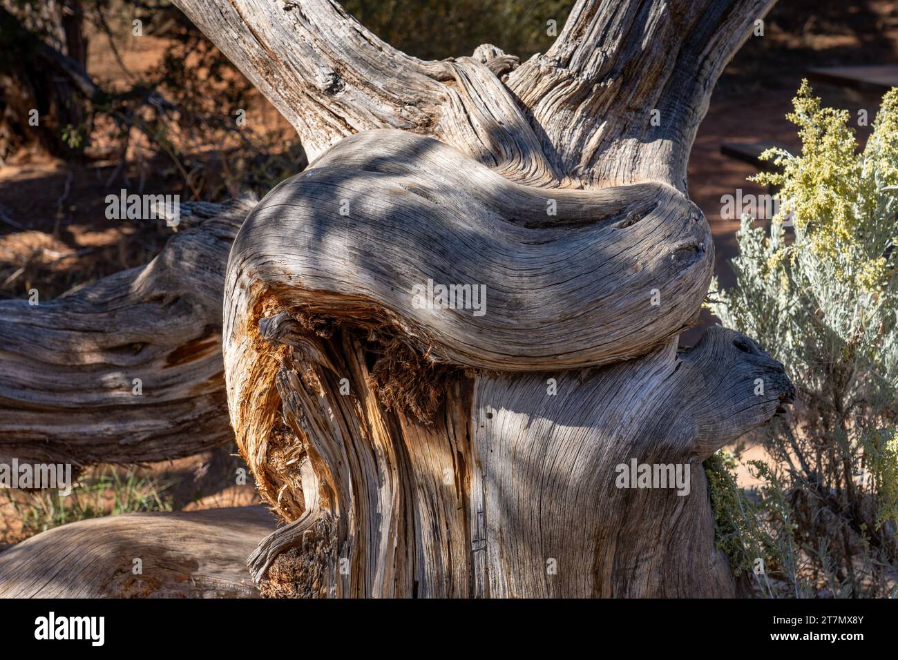 Twisted trunk of a dead Utah Juniper tree in Kodachrome Basin State Park in southwestern Utah. Stock Photo