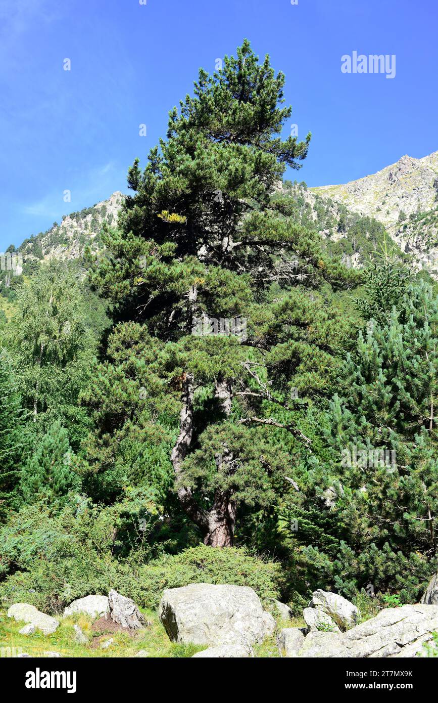 Pinus Pyrenees Mountain pine (Pinus uncinata or Pinus mugo uncinata) is an evergreen ...