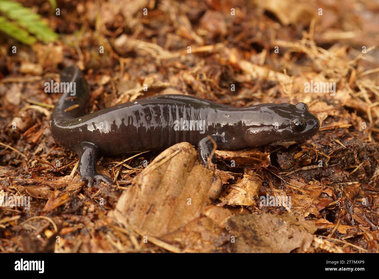 Closeup on a dark and rare Japanese Ishizuchi endemic streamside salamander , Hynobius hirosei on w Stock Photo