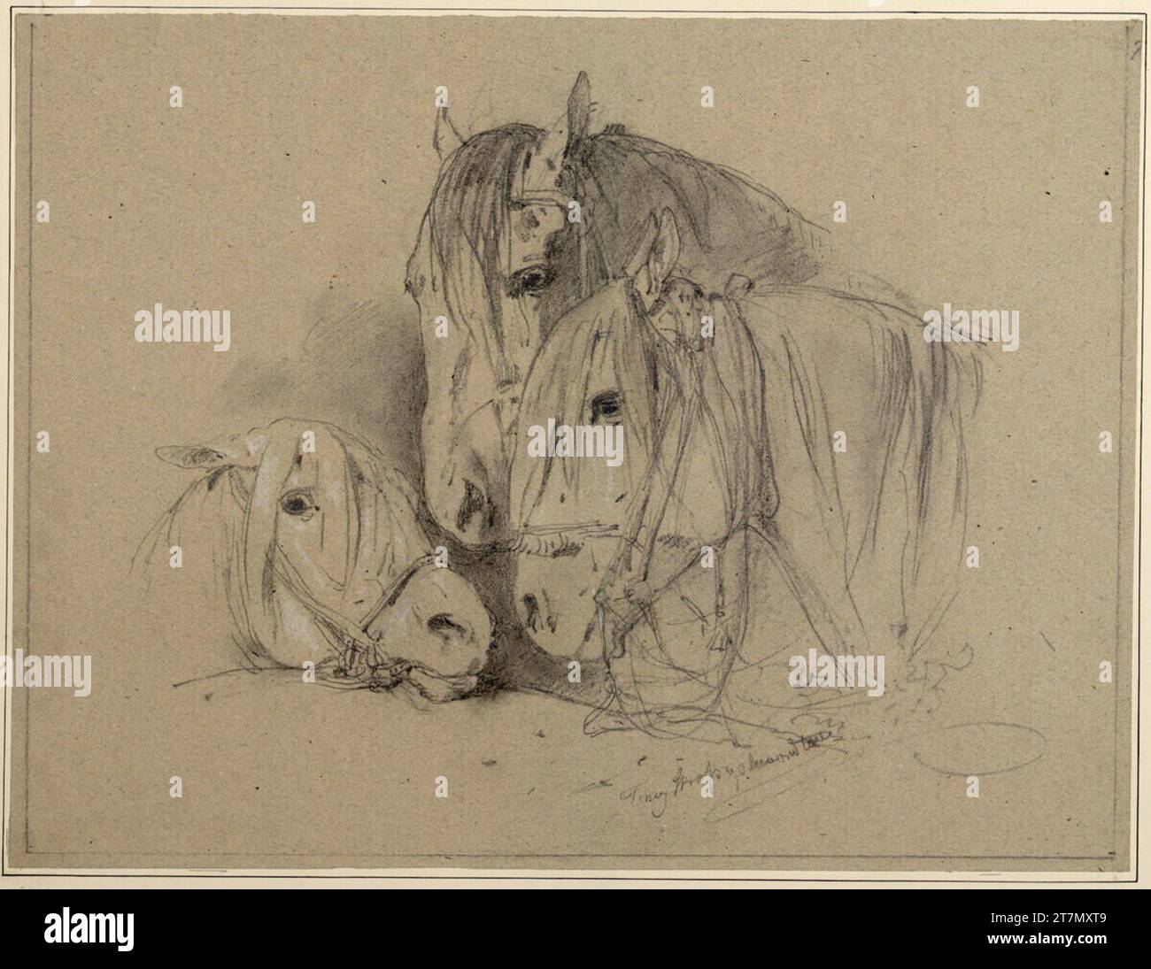 Heighted Image Anton Strassgschwandtner Three horse heads. Pencil, heighted white ...