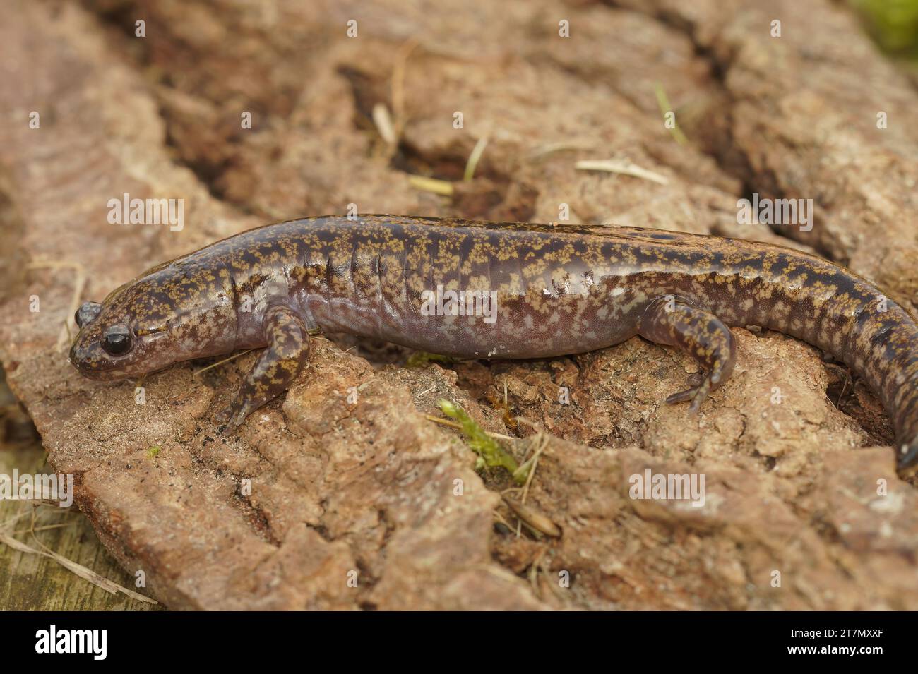 Close up of a Japanese endemic streamside Hida salamander, Hynobius kimurae on a piece of wood Stock Photo