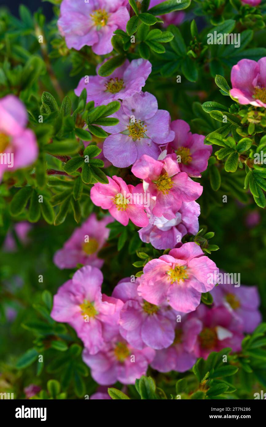Beautiful pink Potentilla flowers on a green bush. Small red flowers of Rosaceae. Stock Photo