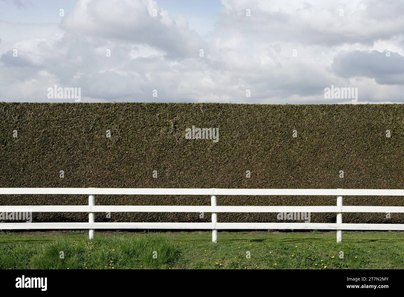 White fence and cedar hedge, perimeter of horseback riding stable in Delta Ladner, BC, Canada, North America Stock Photo