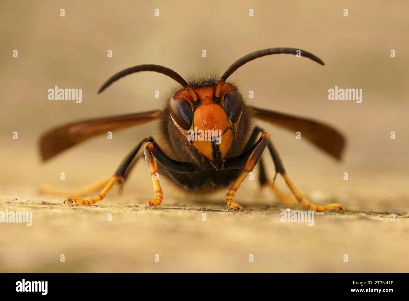 Closeup on a worker of the invasive Asian hornet pest species, Vespa velutina, a major threat for beekeeping Stock Photo