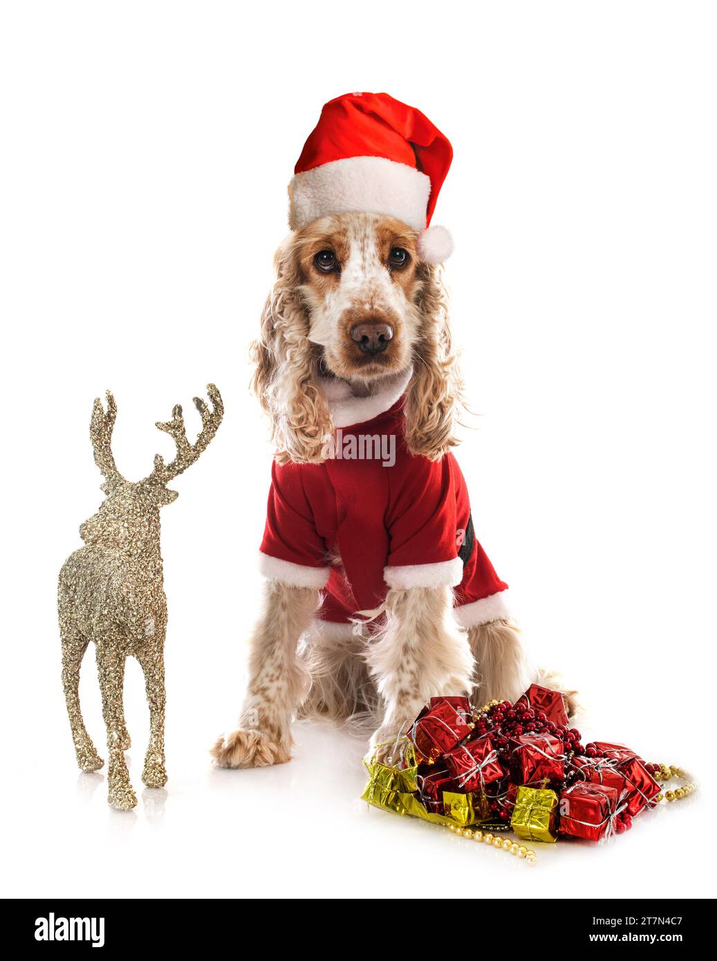 English Cocker Spaniel in front of white background Stock Photo