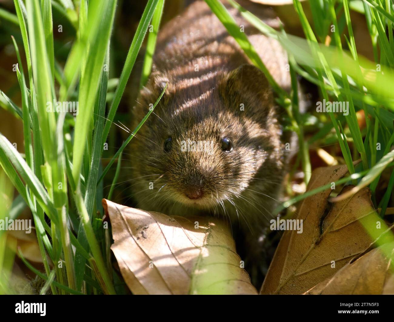 Wood mouse (Apodemus sylvaticus) in its natural environment Stock Photo