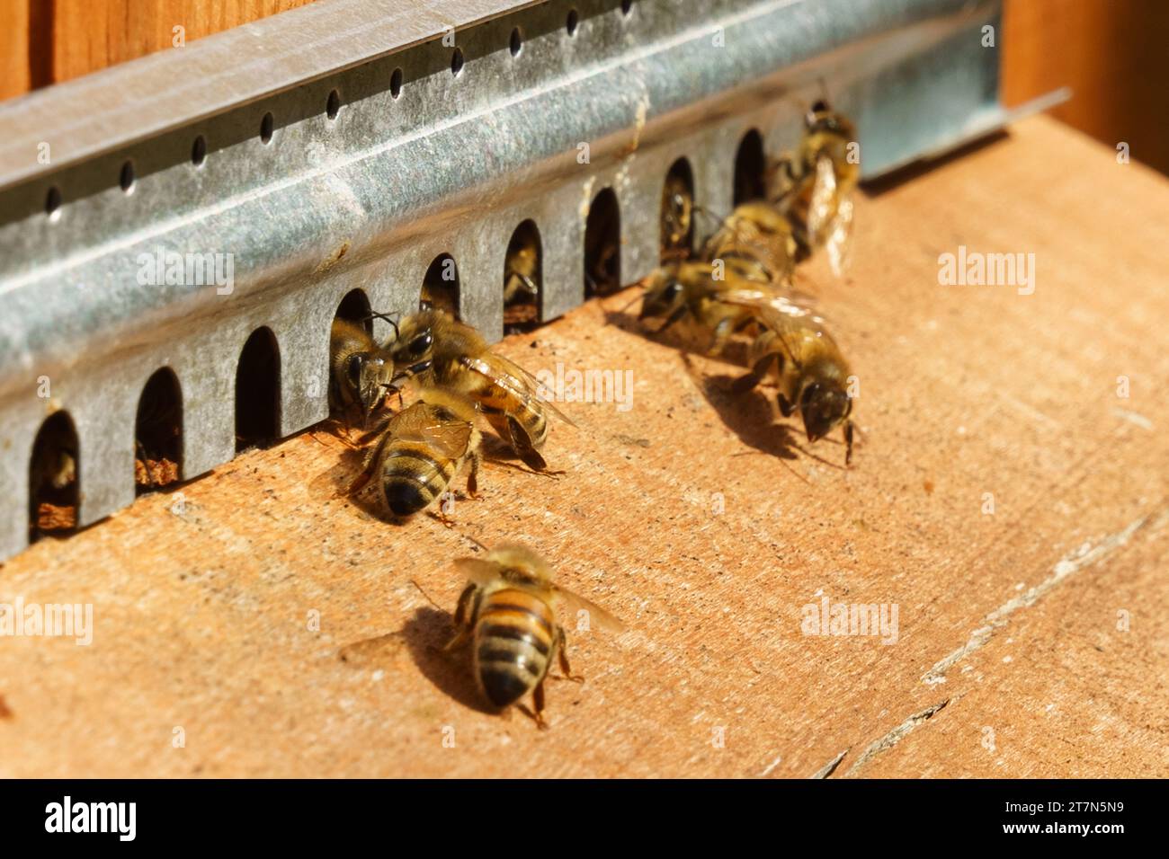Group bees entrance hive close hi-res stock photography and images - Alamy