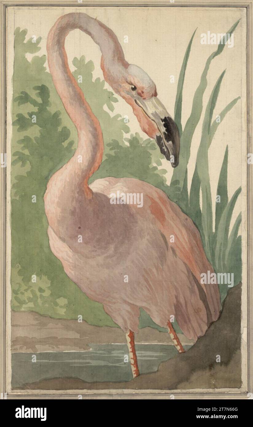 Melchior de Hondecoeter Rosaroter Flamingo. Watercolor, about graphite pencil; Realered. Crush and torn on the bottom. Small failure below on the RE. Edge. Stock Photo