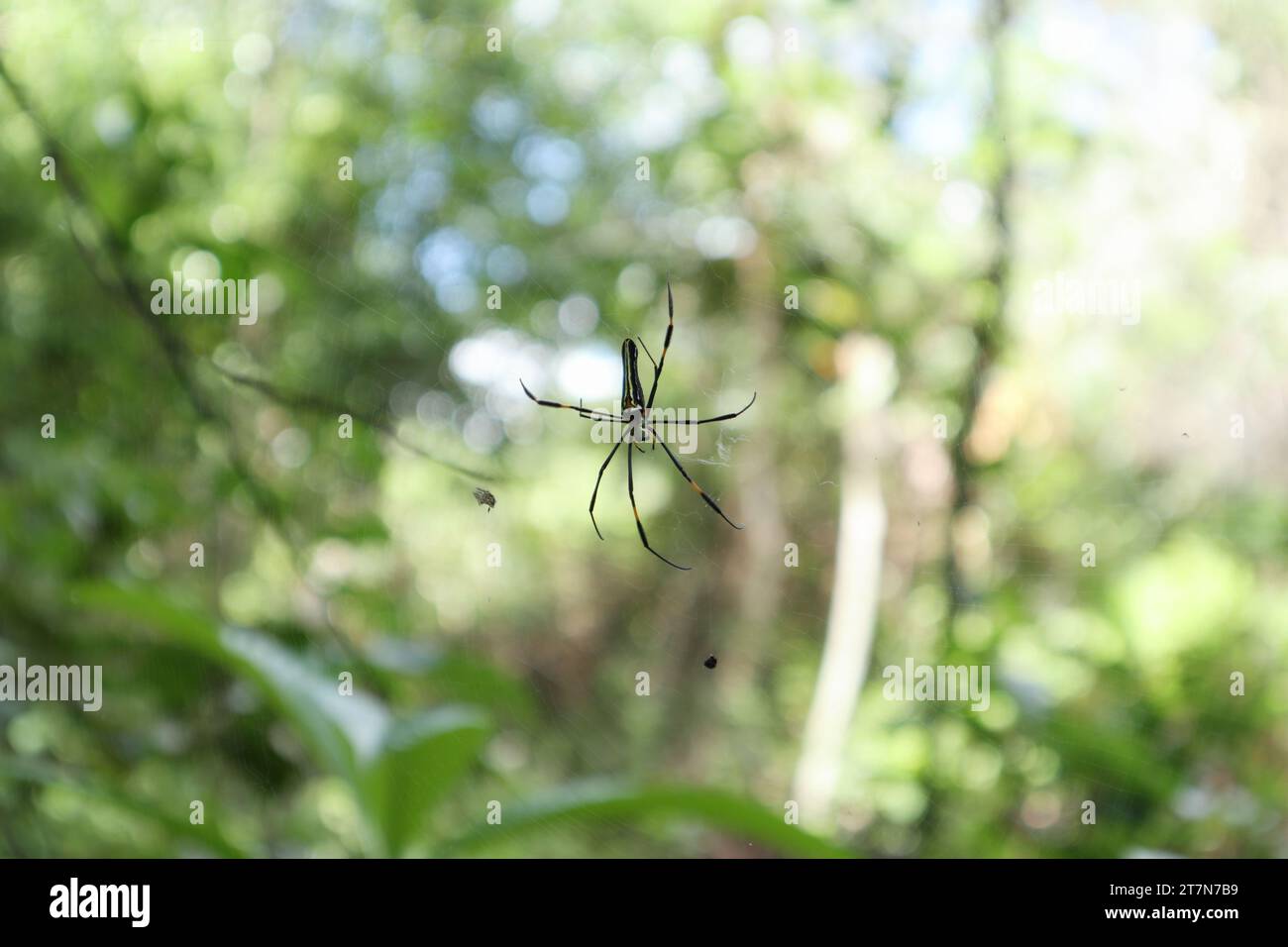 A female Giant Golden Orb Weaver spider (Nephila Pilipes) is on its spider net and waiting for a prey Stock Photo