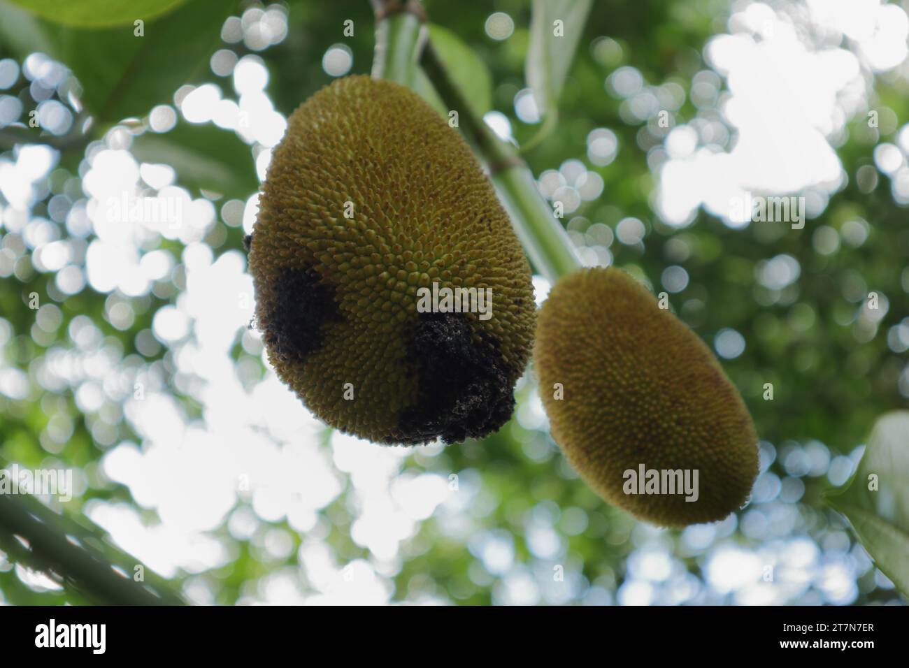 Spoiled jackfruit hires stock photography and images Alamy