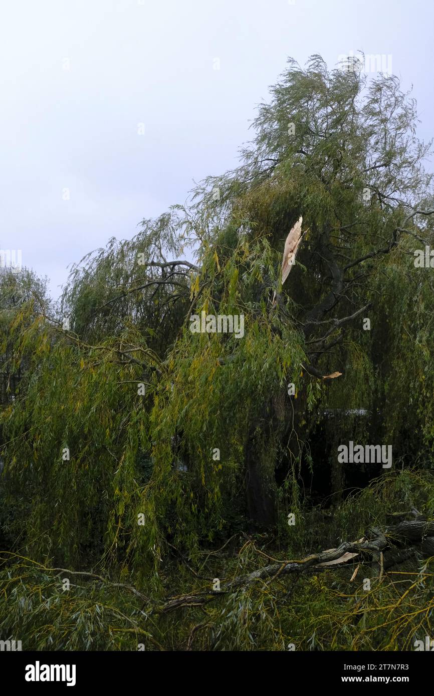 Badly damaged Weeping Willow tree due to severe storm, half of it was blown off. Stock Photo