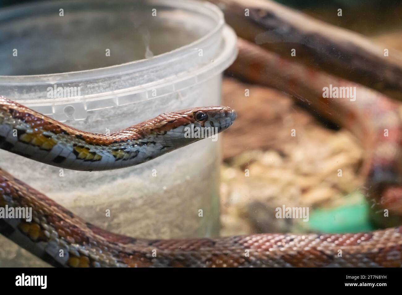 Small brown snake in a terrarium close up Stock Photo
