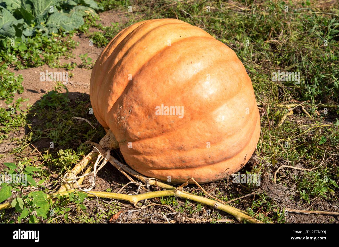 Big Orange pumpkin in the garden on the soil. Stock Photo