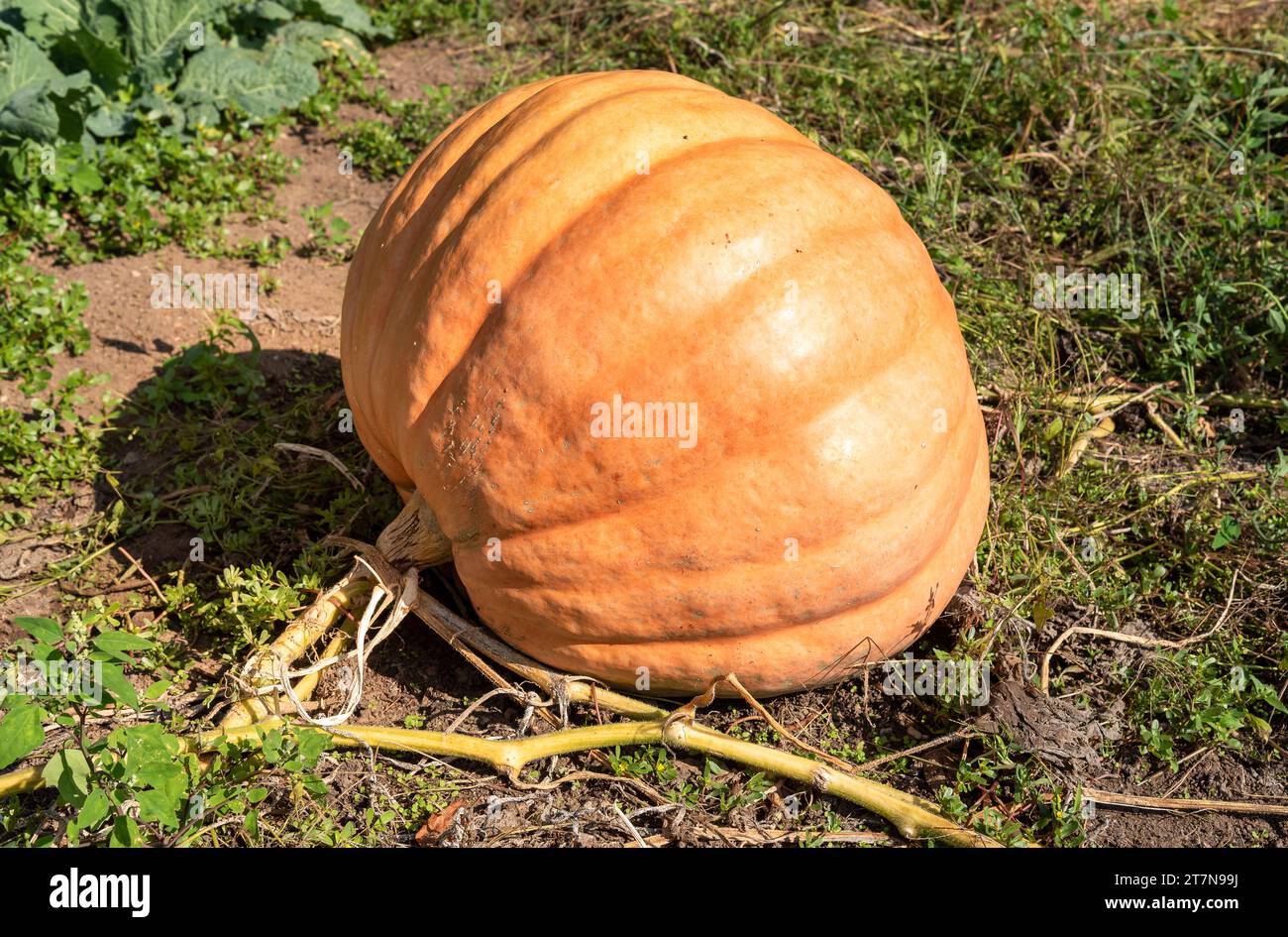 Big Orange pumpkin in the garden on the soil Stock Photo - Alamy