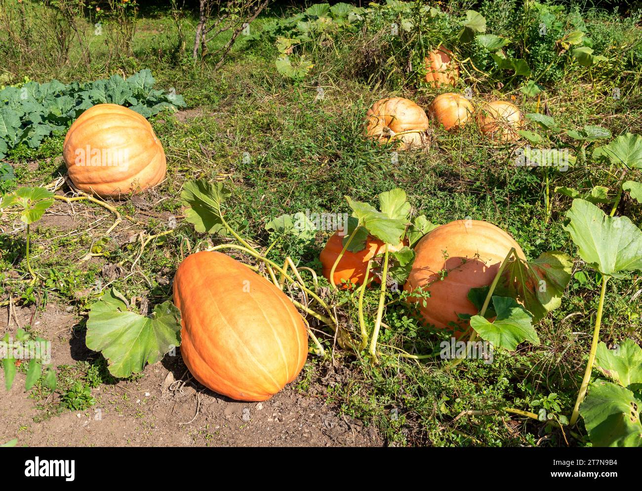 Big Orange pumpkins in the garden on the soil. Stock Photo