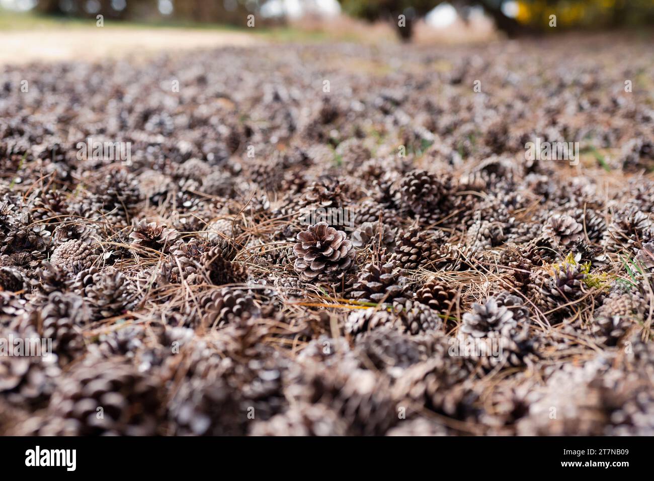 A cluster of pine cones lie on the ground in Rendlesham Forest in Suffolk England in the UK Stock Photo