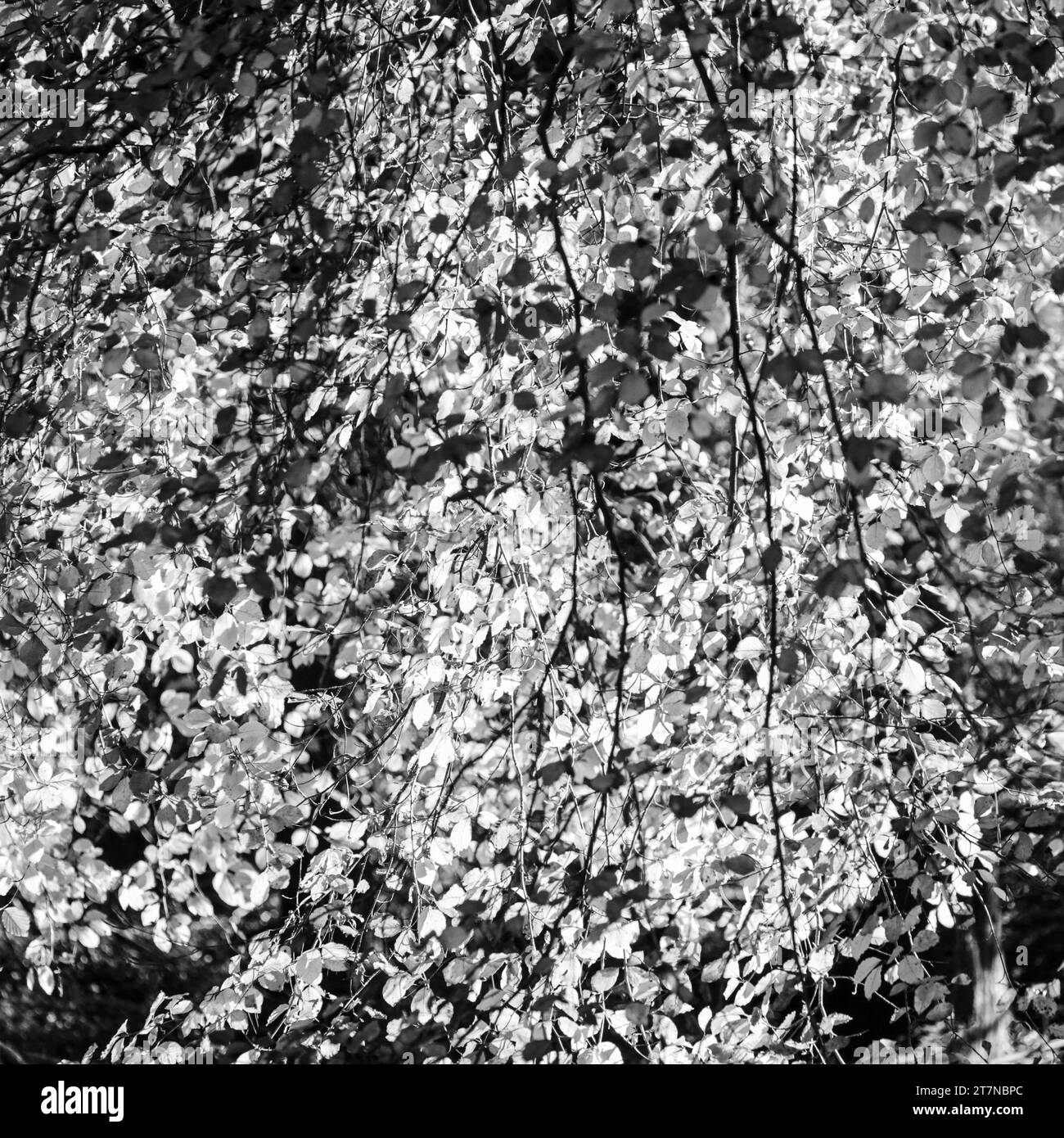 Golden beech leaves Black and White Stock Photos & Images - Alamy