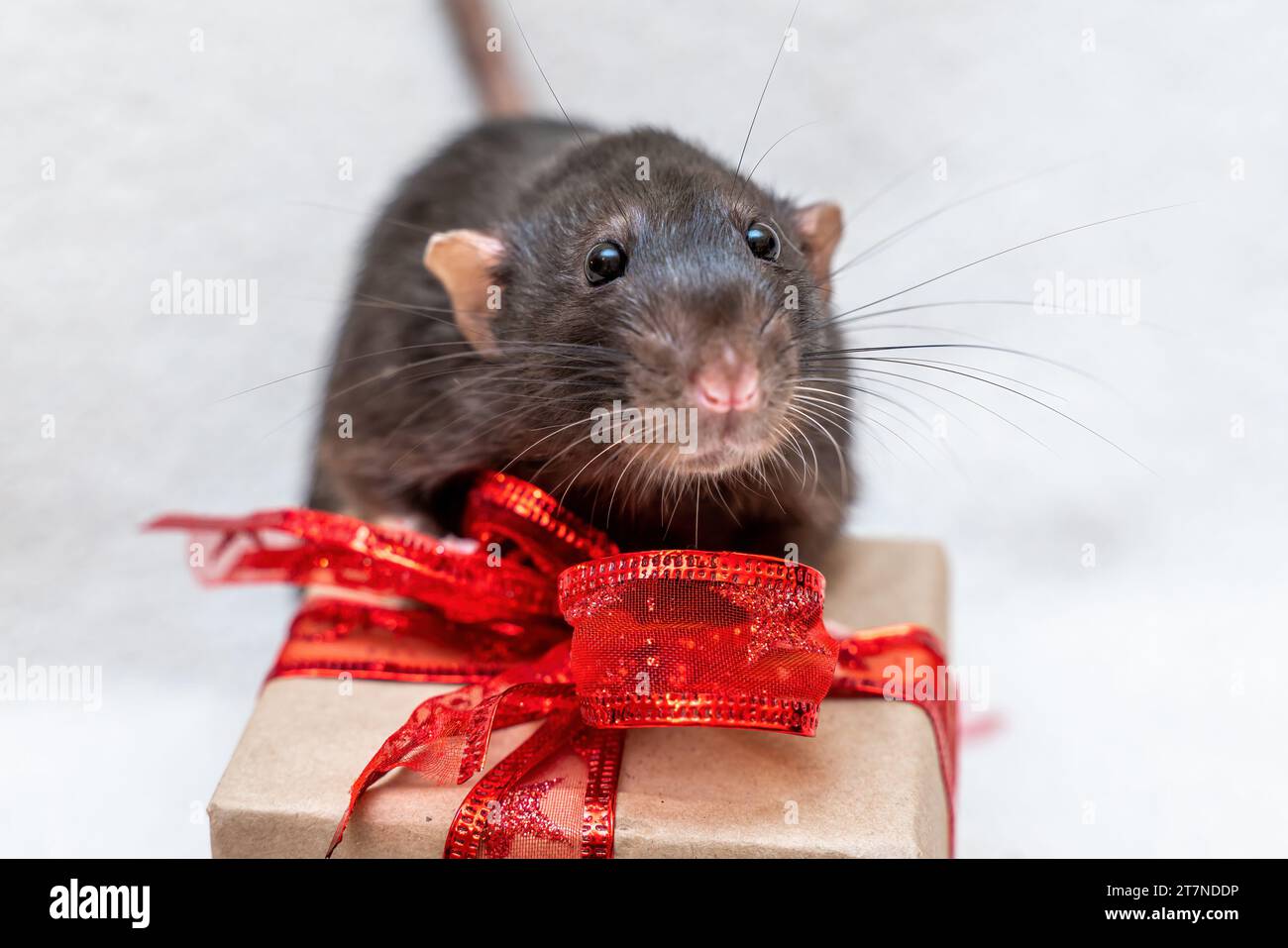 Rat Ribbon Black rat gift. Funny black rat Dumbo sits on a white carpet with a ...