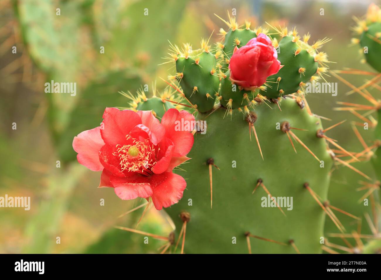 Cactus flower. Opuntia ficus-indica cactus with flowers. Stock Photo