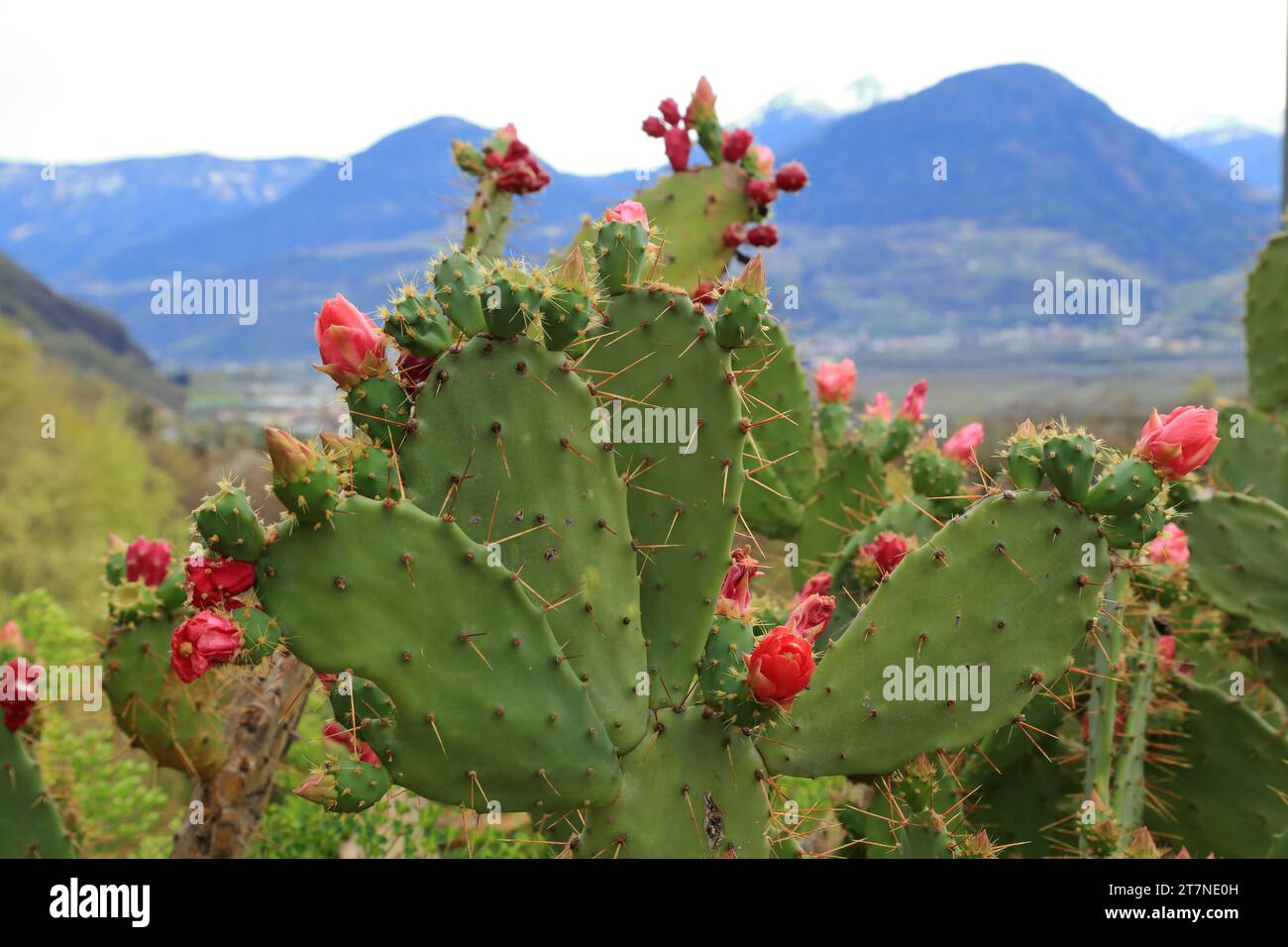 Opuntia ficus-indica cactus with tunas fruits and flowers Stock Photo