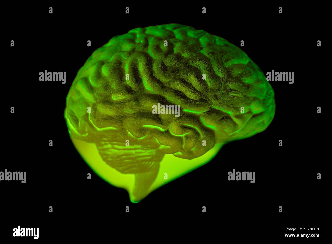 Human brain anatomical model on black background Stock Photo - Alamy