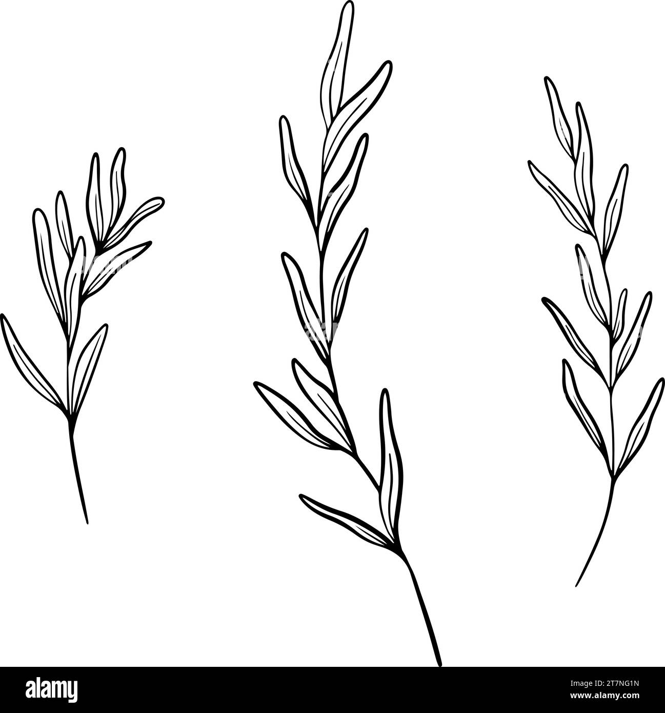 Lavándula officinalis Black and White Stock Photos &amp; Images - Alamy