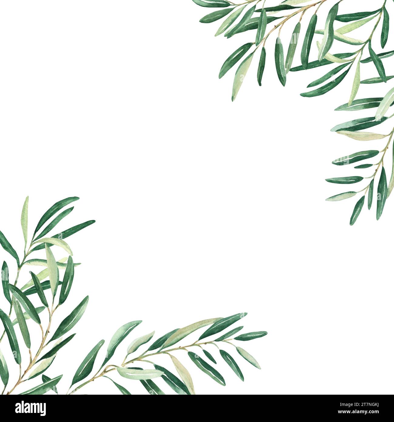 Olive tree square frame, border. Olive branches corners. Hand drawn