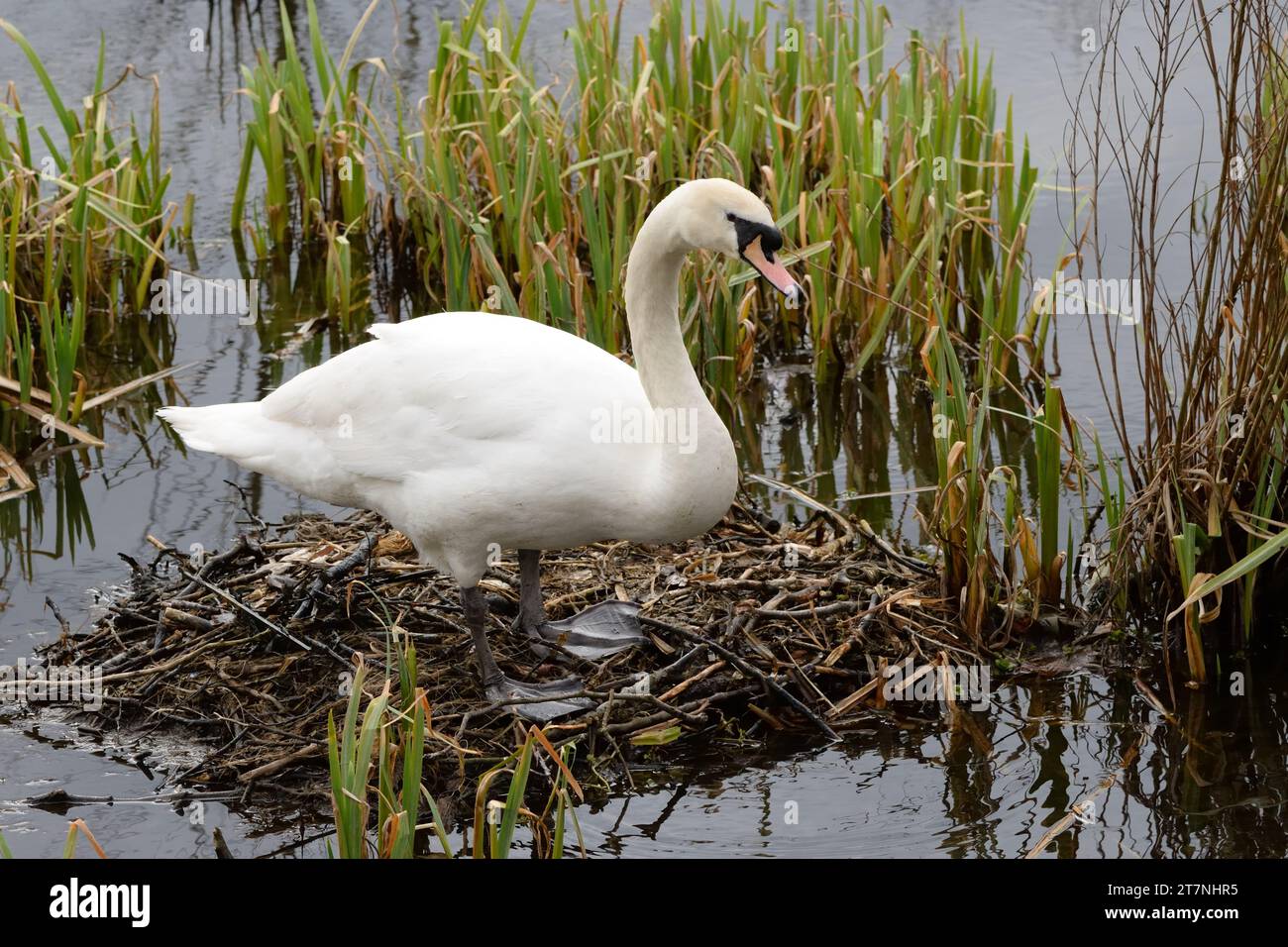 A mute swan (Cygnus olor) building a nest of sticks in the cover of a reed bed in Scotland. Stock Photo