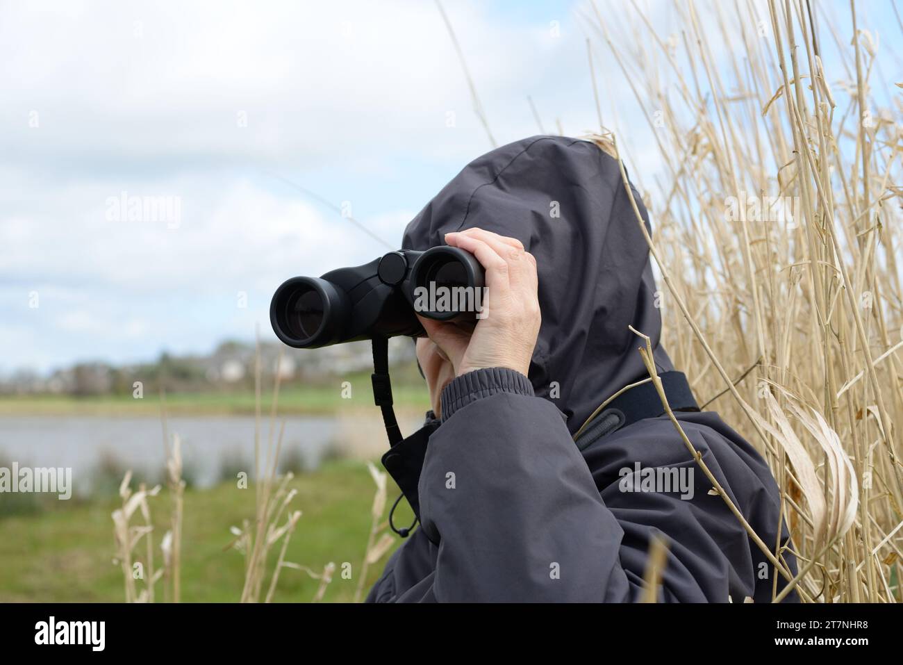 A woman bird watching through binoculars using a reed bed as cover in Scotland. Stock Photo