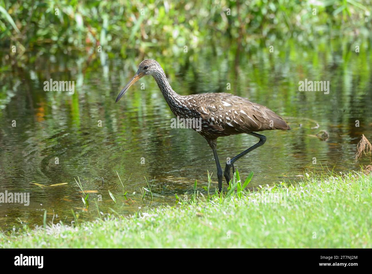 A Limpkin, Aramus guarauna, wading in flood water in Florida, USA Stock Photo