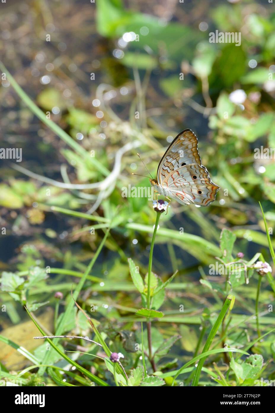Anartia jatrophae, the White Peacock butterfly of south east United States, Central America and throughout much of South America. Stock Photo