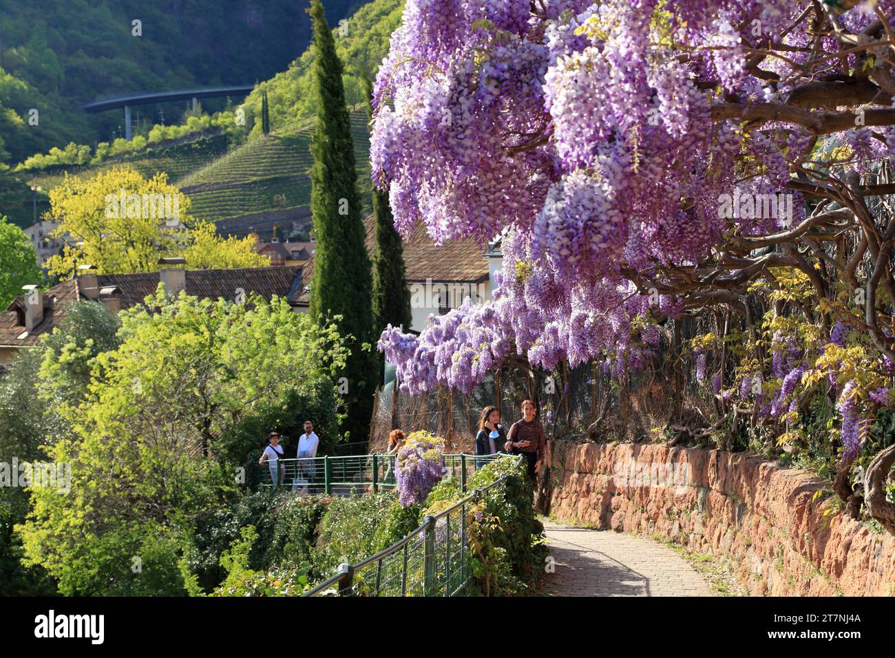 Wisteria sinensis plants at Hiking trail Oswald Promenade, Passeggiata di Sant'Osvaldo. Bozen (Bolzano), South Tyrol (Alto Adige, Südtirol), Italy. Stock Photo