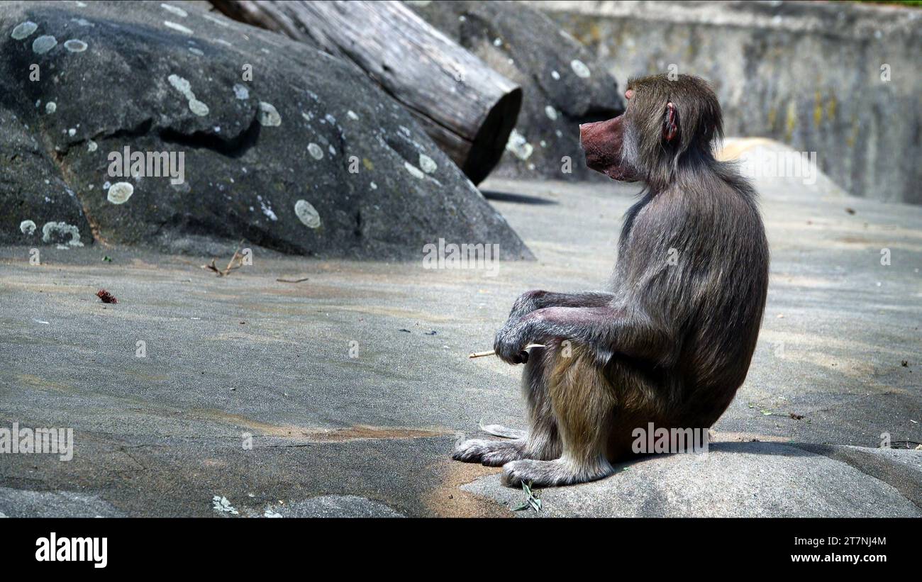 Chimpanzee africa rocks hi-res stock photography and images - Alamy