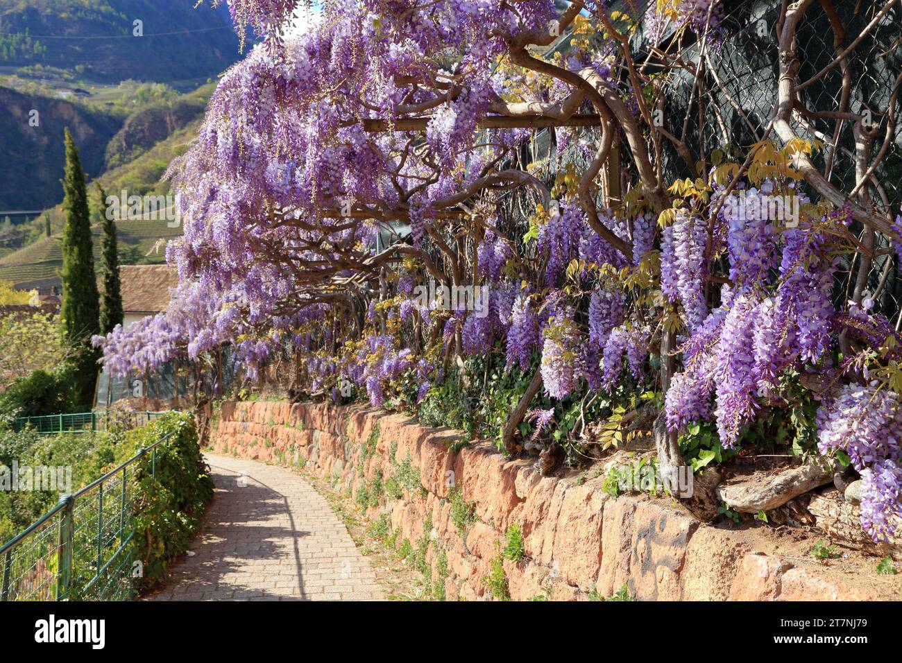Wisteria sinensis plants at Hiking trail Oswald Promenade, Passeggiata di Sant'Osvaldo. Bozen (Bolzano), South Tyrol (Alto Adige, Südtirol), Italy. Stock Photo