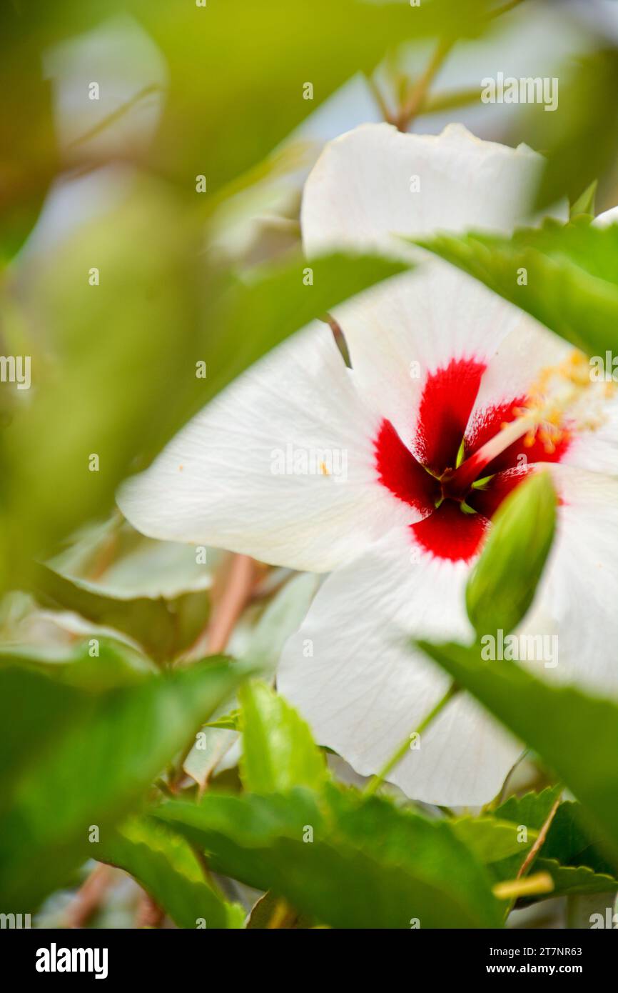 Hibiscus flower macro hi-res stock photography and images - Alamy