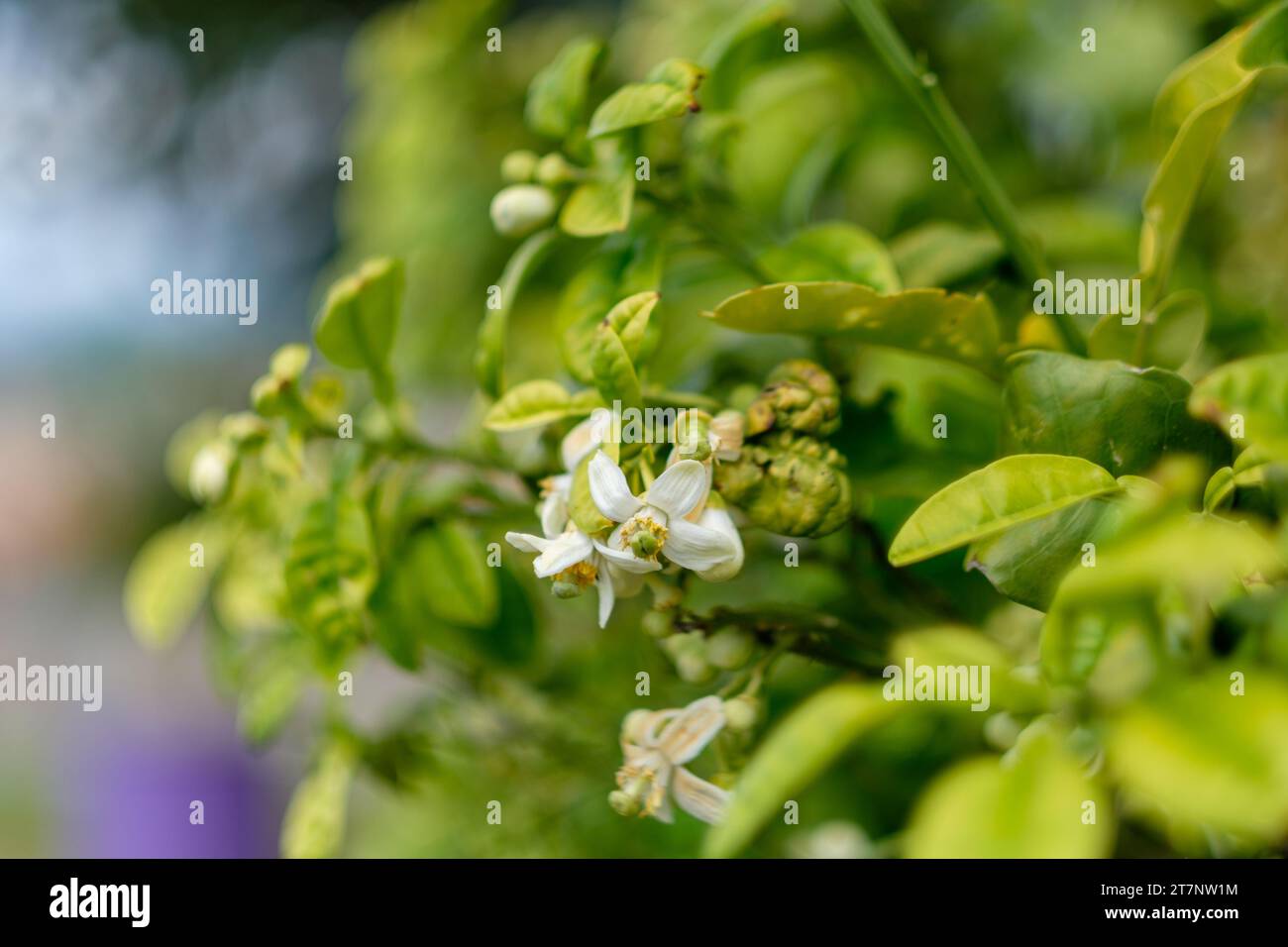 Orange blossom absolute hi-res stock photography and images - Alamy