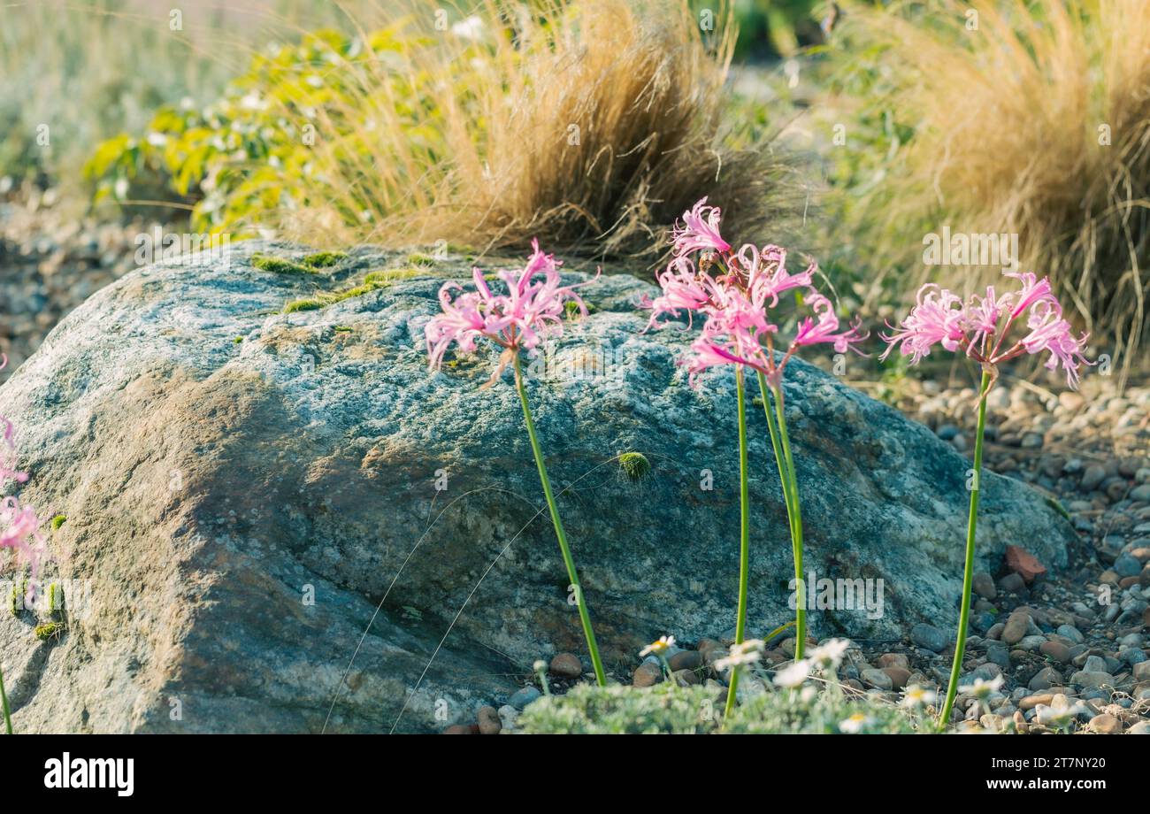 Bowden Lillies, Nerine bowdenii .growing in a rock garden. Stock Photo